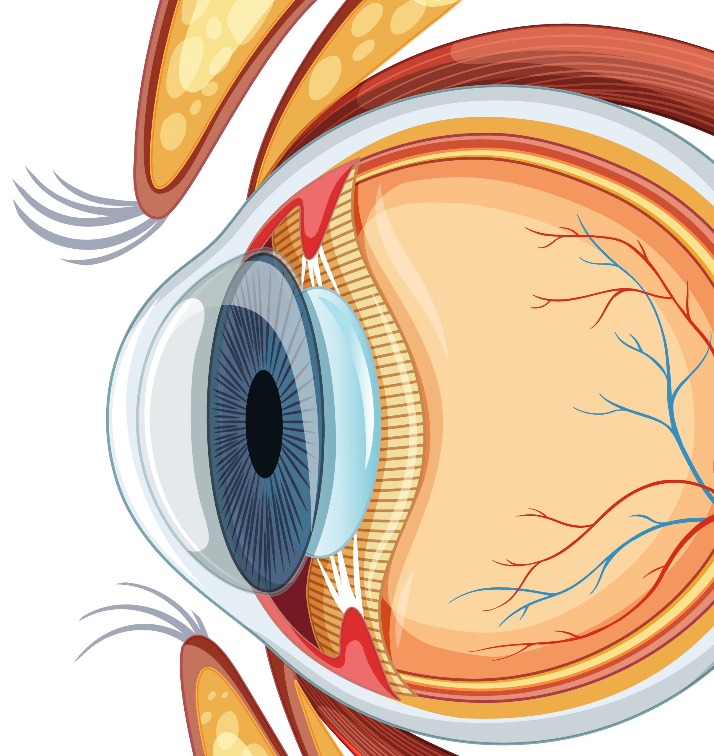 Ojo - Neurotización corneal - Image by brgfx on Freepik